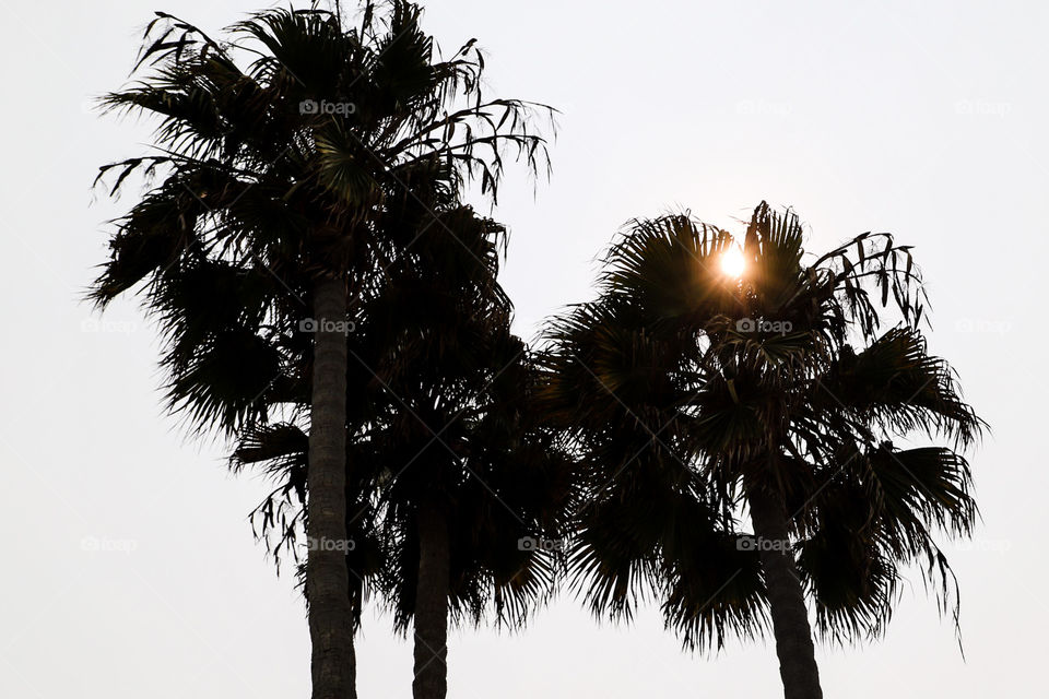Palm trees at the beach 