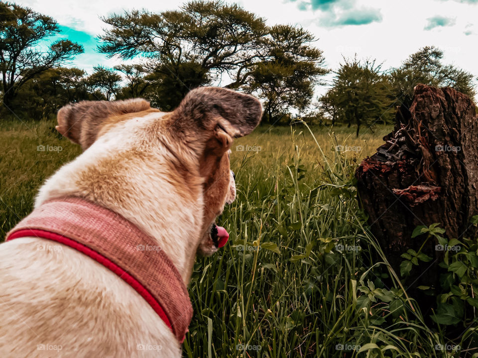 Energetic image of a curious dog taking a gaze into the distance in the woods