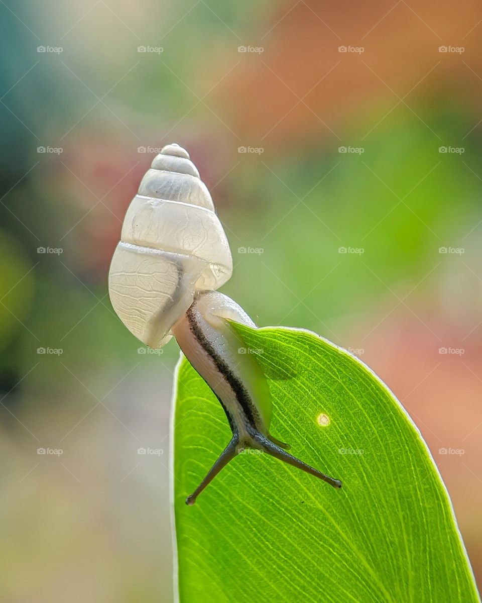 White Snail Background Blur