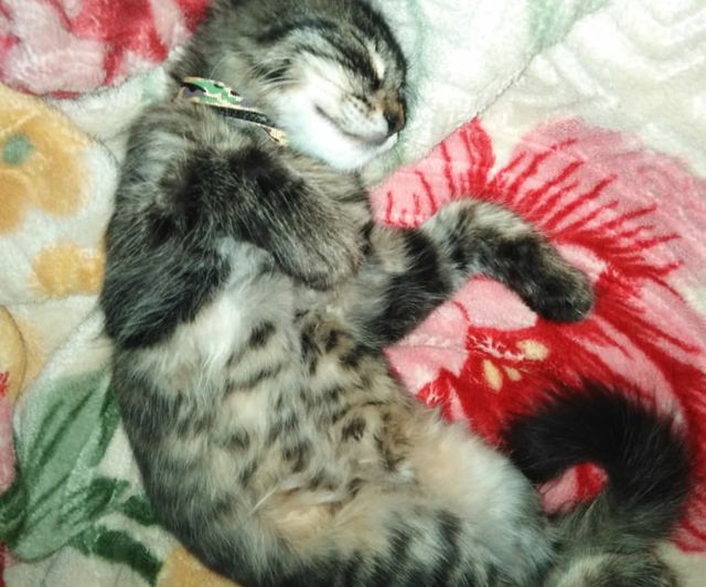 cute cat