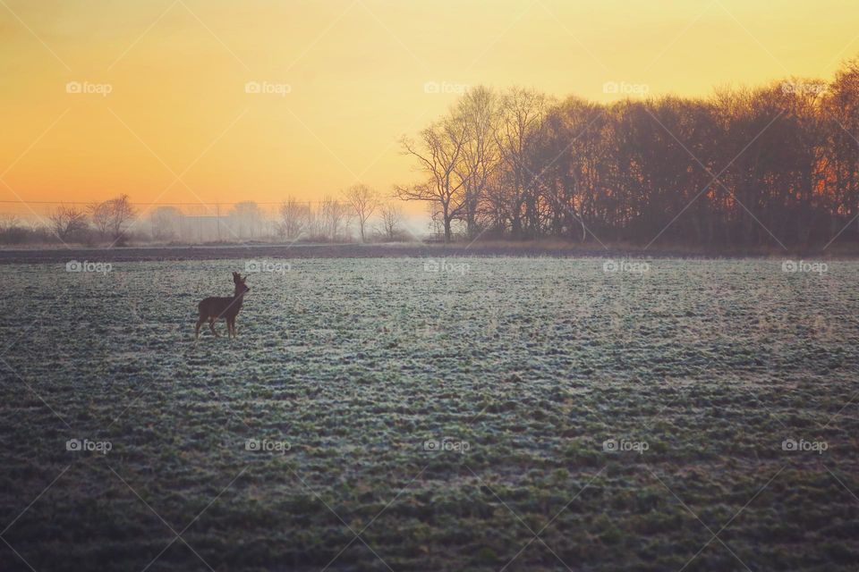 Yesterday early morning in the sunrise and fog this wild deer stood still straight ahead of me and we looked at each other for a long time in the chilly morning while I got cold wearing my pajamas 