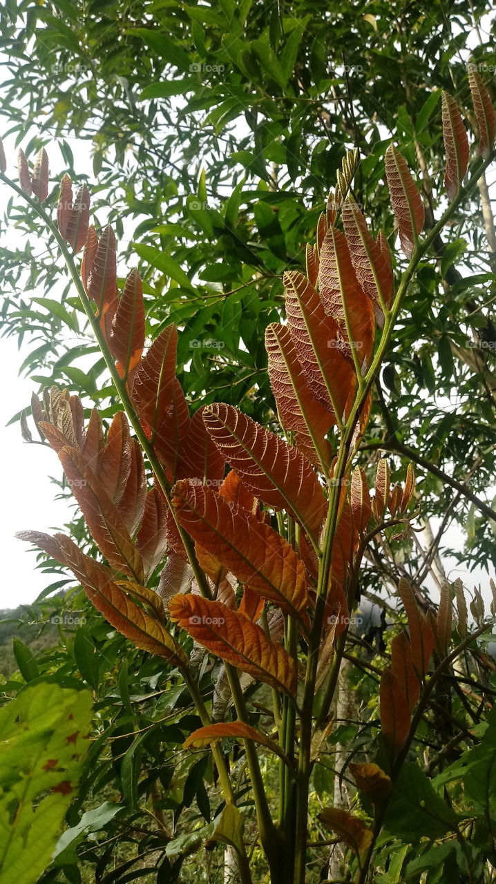 FOLHAS GALHO ÁRVORE Rhus typhina L.