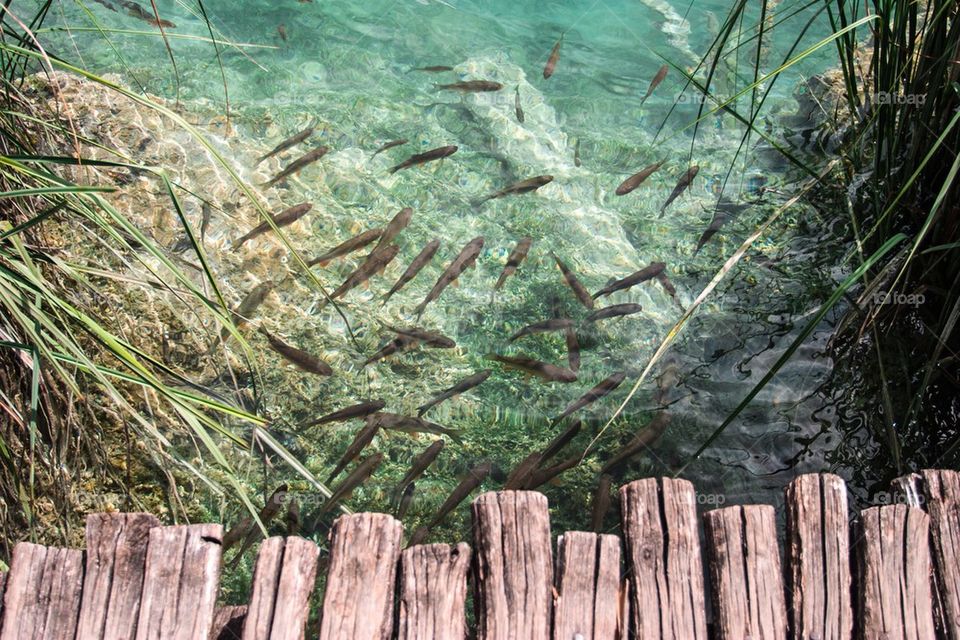 bridge reed top view water by przemekklos