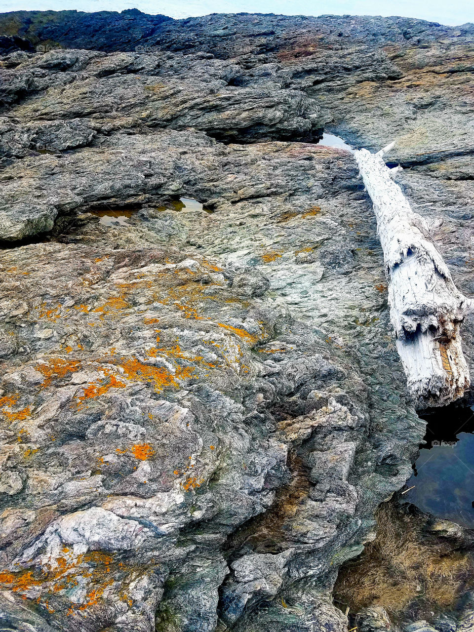textured gray rocks with dead log, driftwood