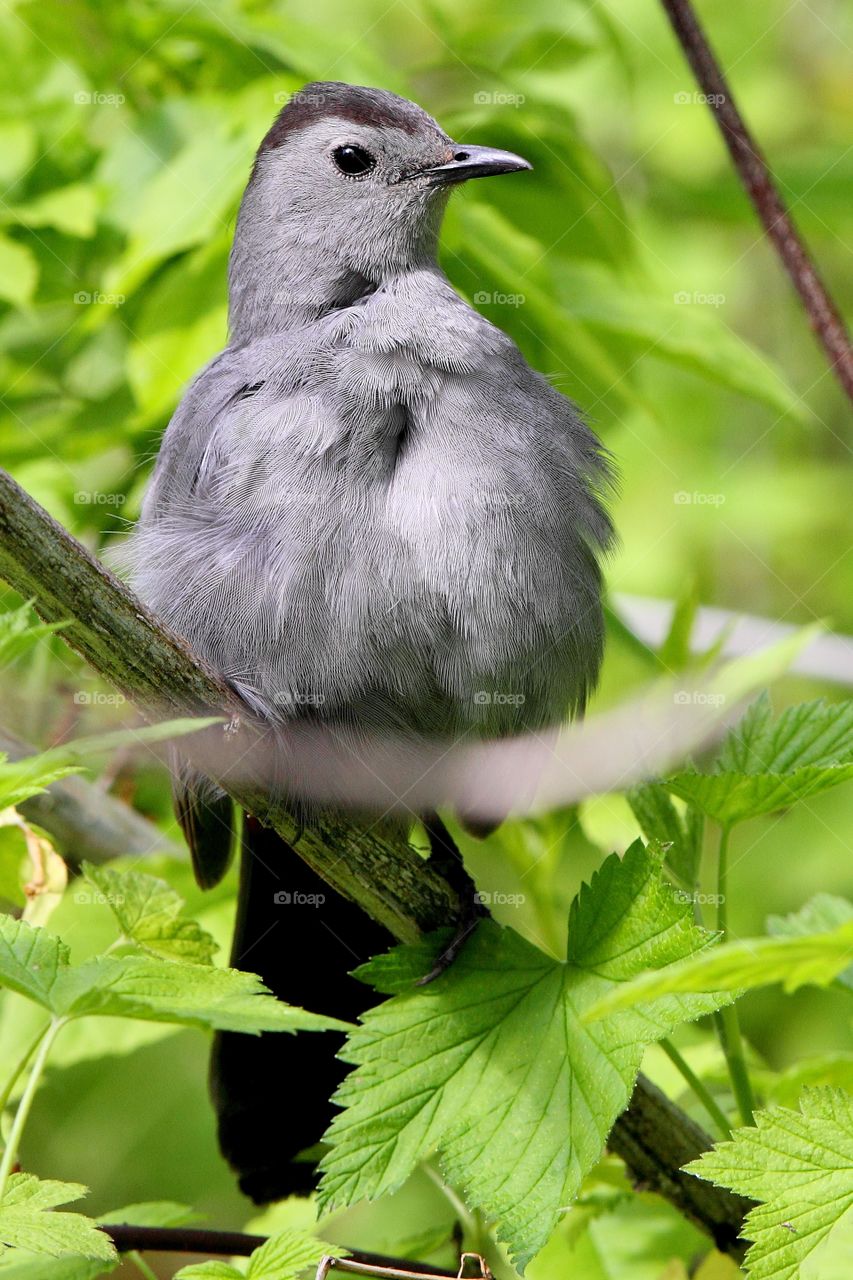Grey Catbird