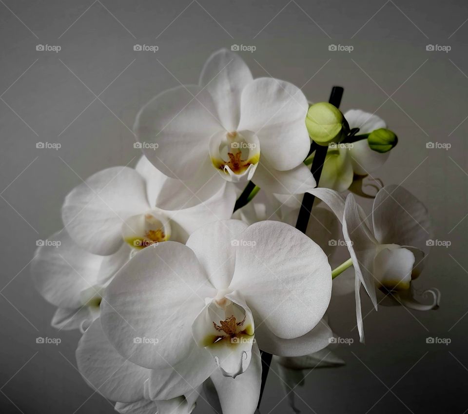 orquídeas brancas caprichosamente delicadas e lindas.