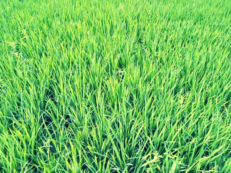 Rice field