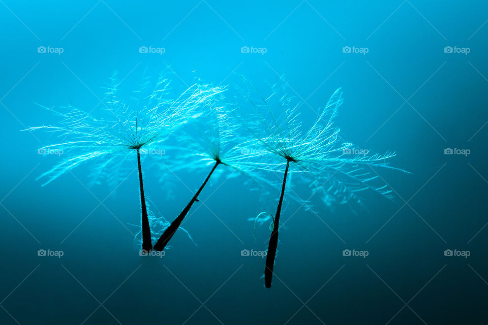 Silhouette image of dandelion seeds drifting away with blue background. Closeup macro image of dandelion seeds.
