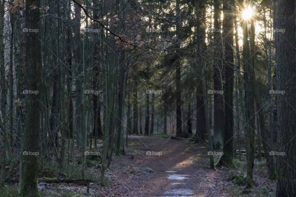 Sunlight in the forest 