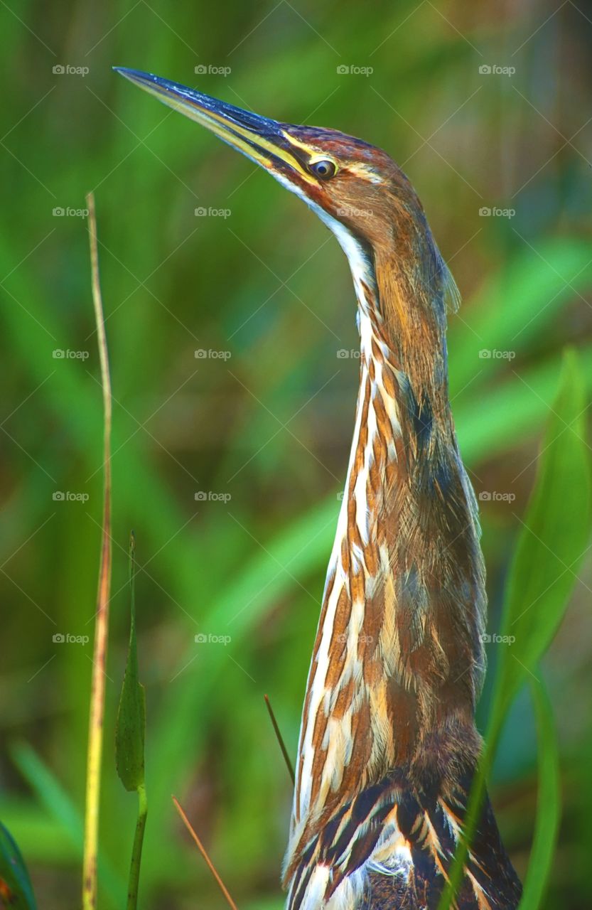 Portrait of a Bittern. 