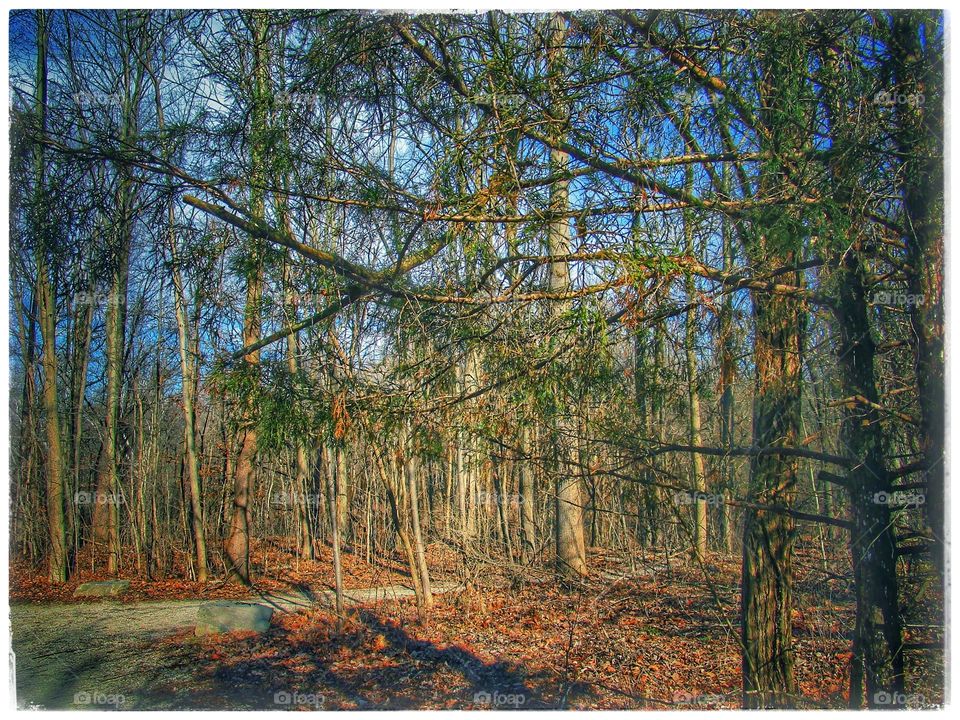 Wood, Tree, Landscape, Fall, Nature