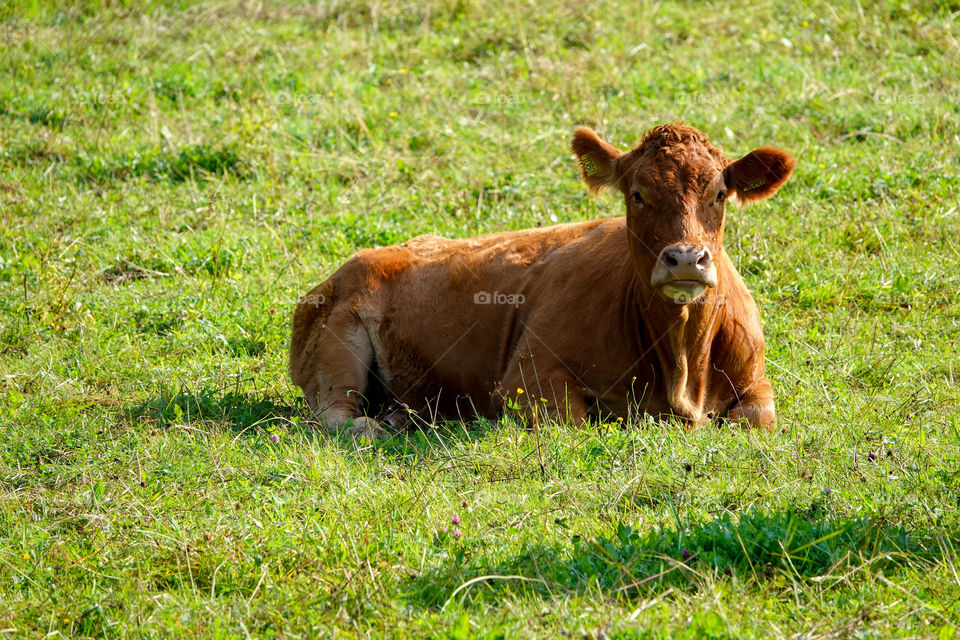 Brown cow lying on a pasture