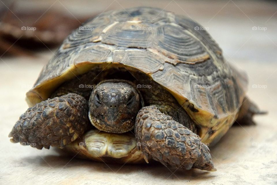 Little turtle in Riad Matham in Marrakech 