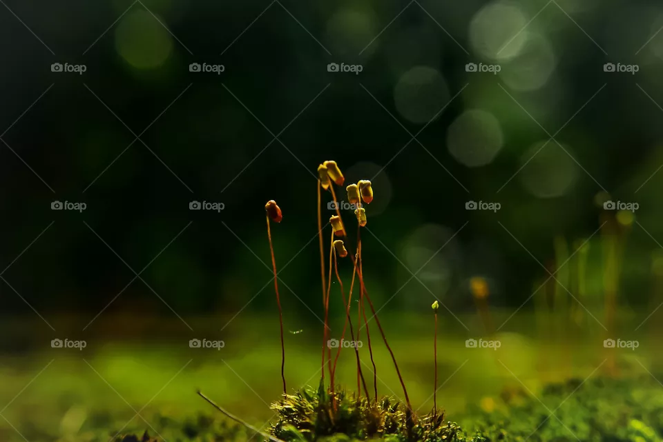 mosses