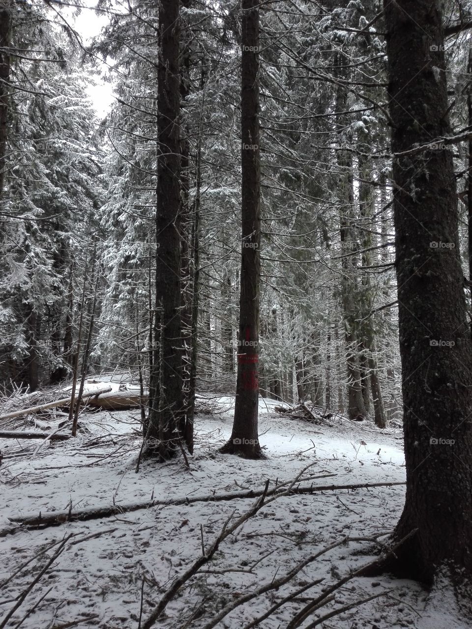 Tree, Wood, No Person, Winter, Landscape