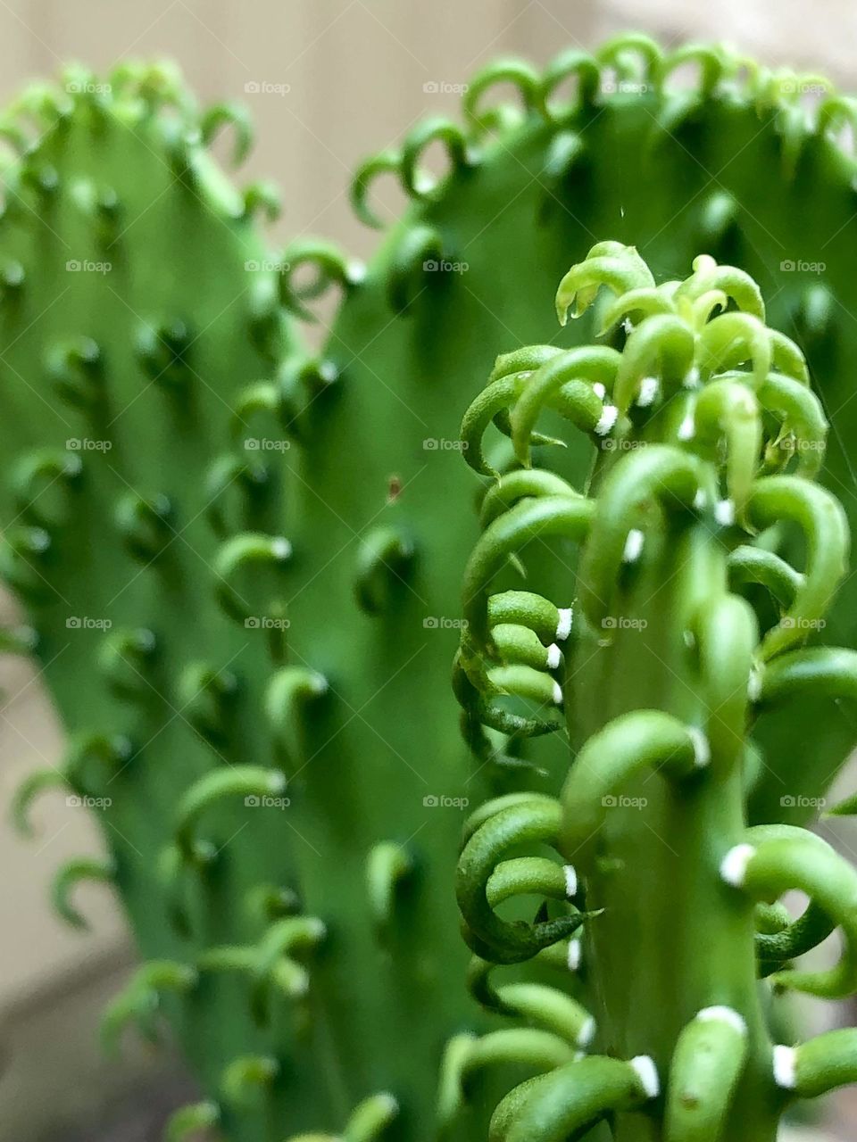 My cacti are growing like crazy! Closeup of one growing in front of one that’s shaped like a heart 💚