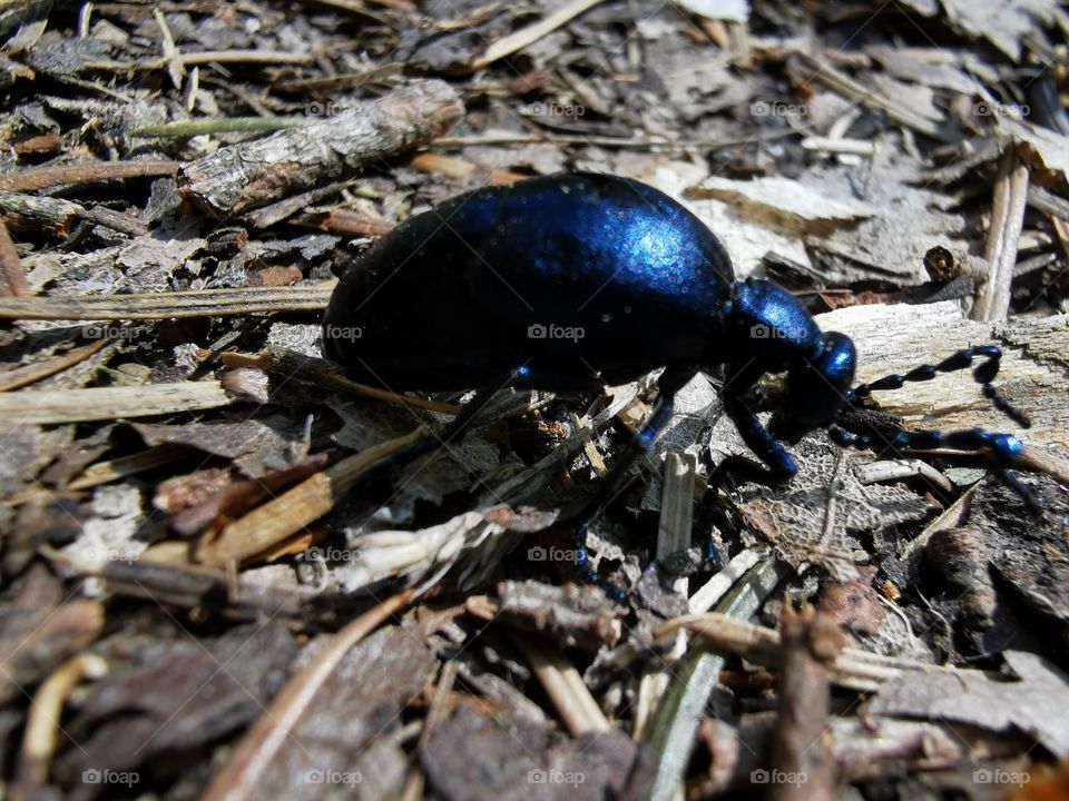 Beetle 🐞