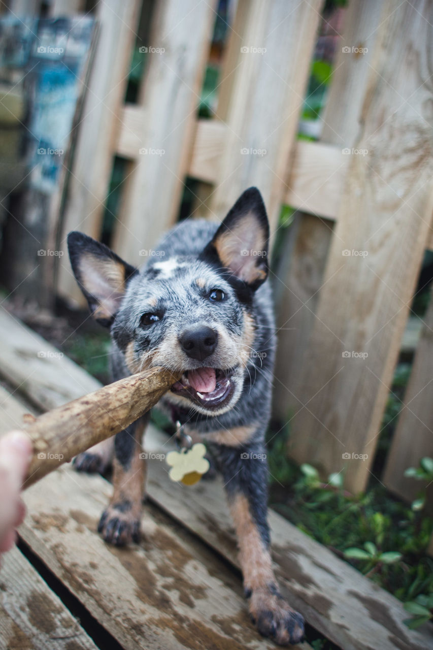 Dog, Animal, Mammal, Portrait, Wood