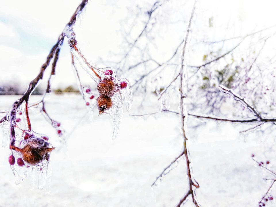 Berries on a Tree Covered in Ice & Snow in Winter White