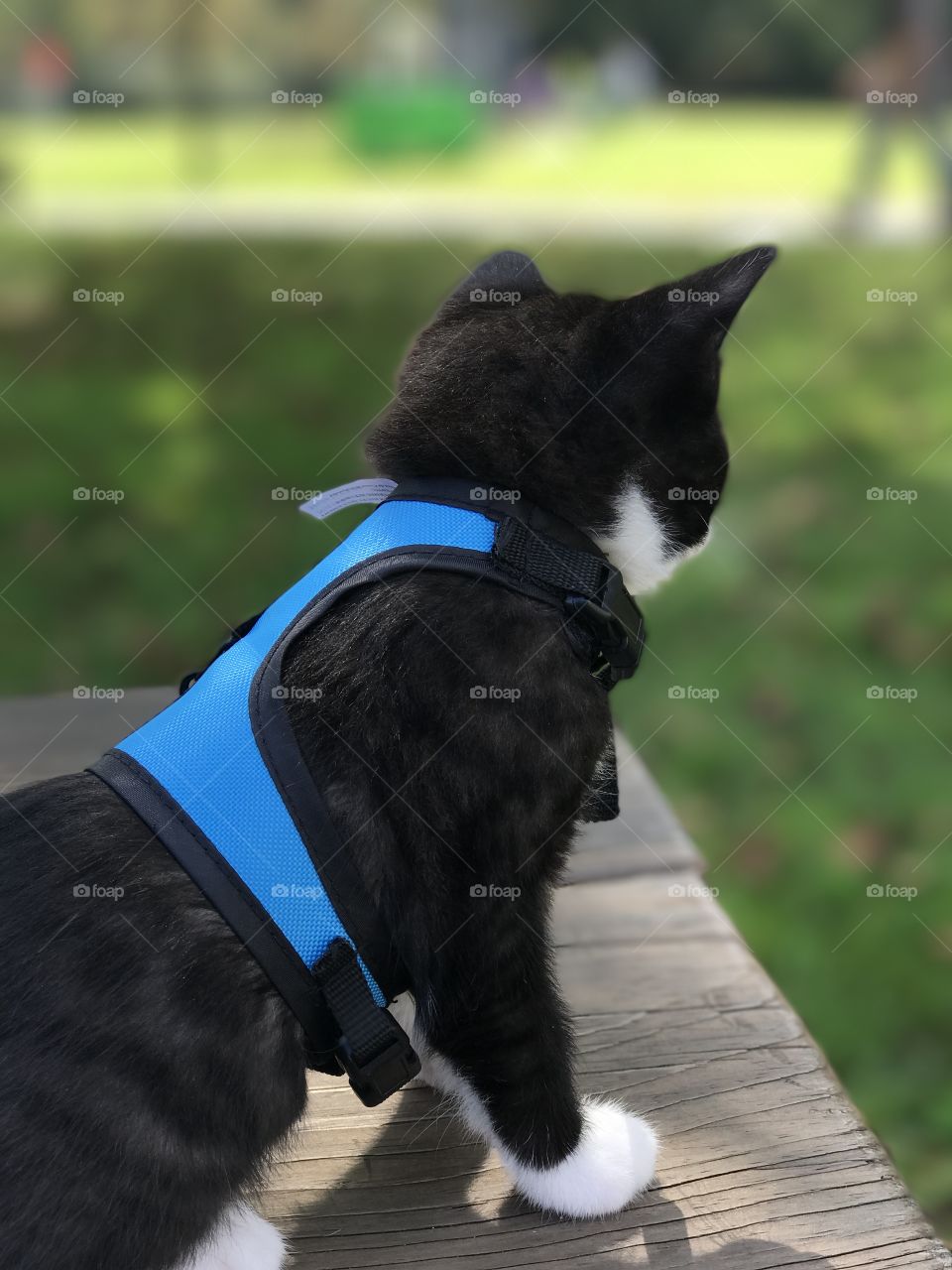 Cat harness 