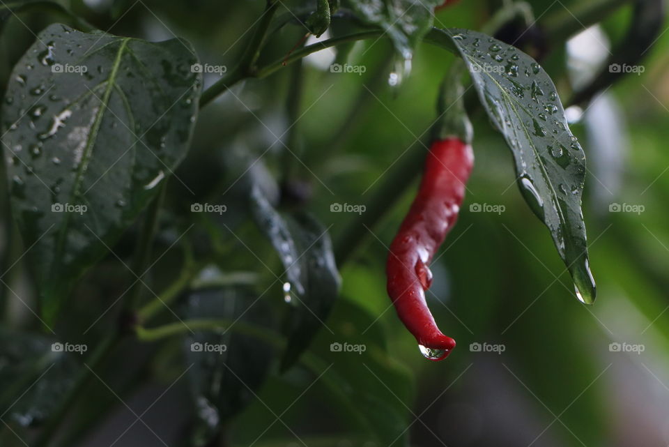 spicy red pepper / chilli on rainy morning ♥️♥️♥️🌶️🌶️🌶️