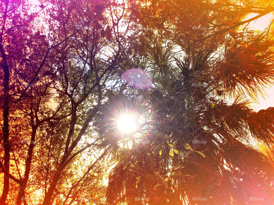 Bright sun through the trees. Bright sun through the trees canopy.
