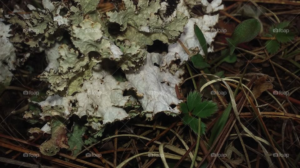 moss or fungus?
