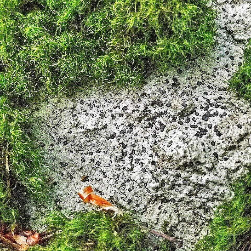 Stone with Moss, macro, Case Mountain, CT