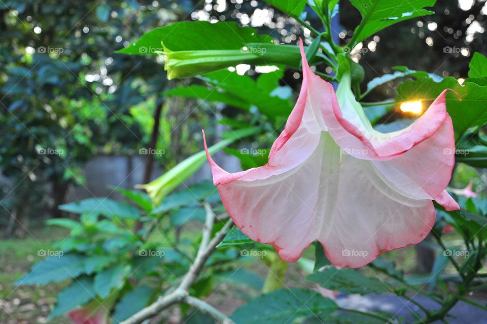 Leaf, Nature, Garden, Flora, Flower