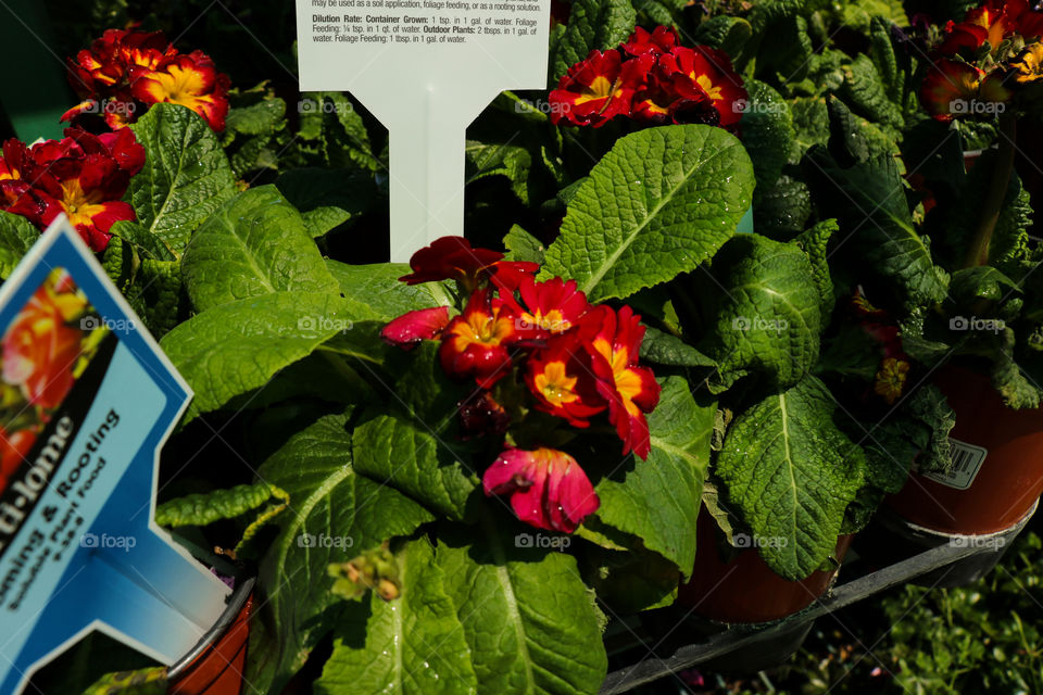 Small red and yellow flowers