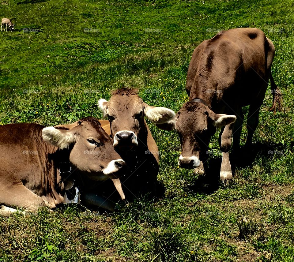 Swiss cows