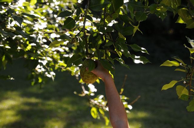 Harvest