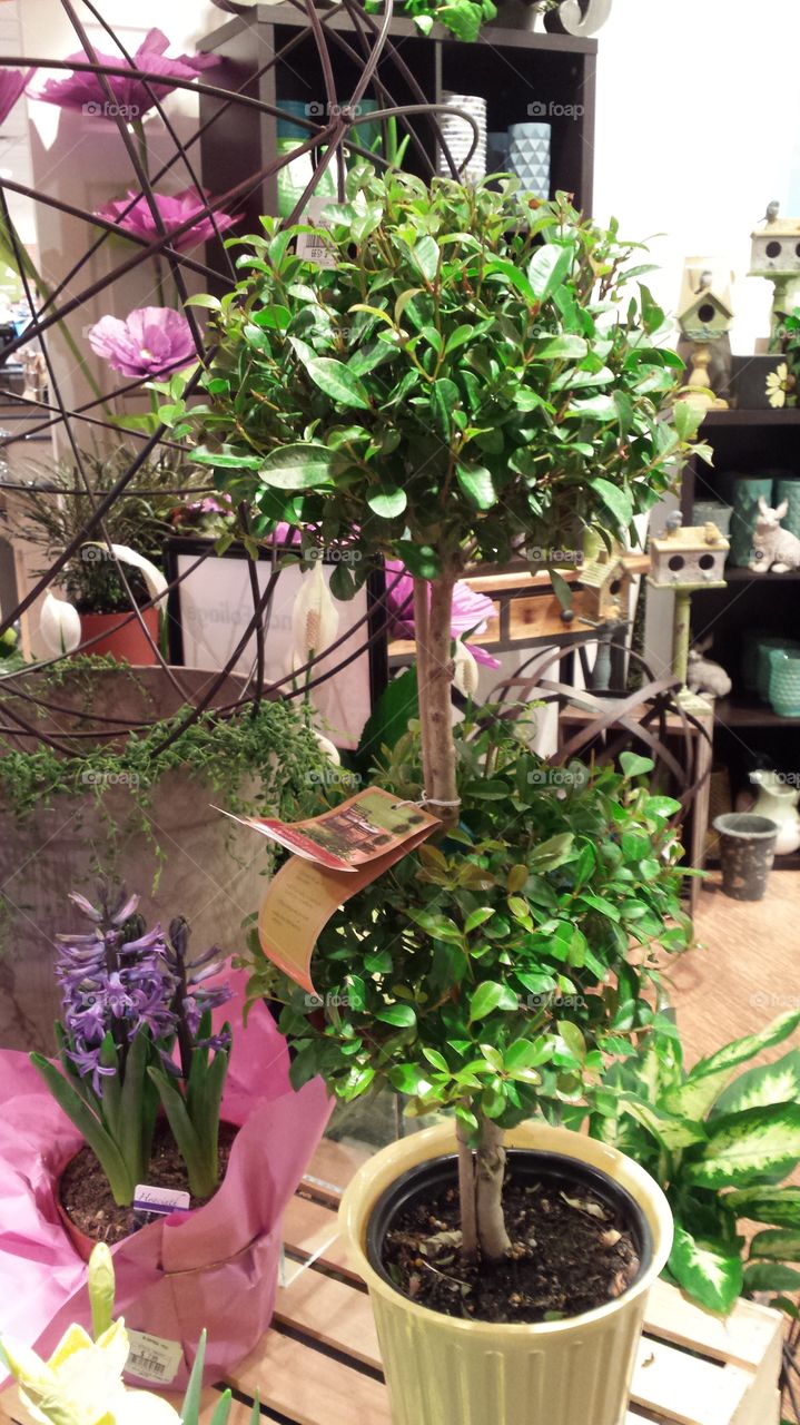 arrangement  mini tree green