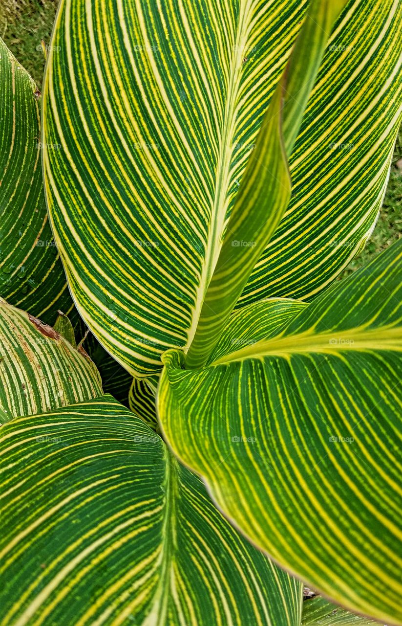 Bright Green Leaves striped with Yellow!