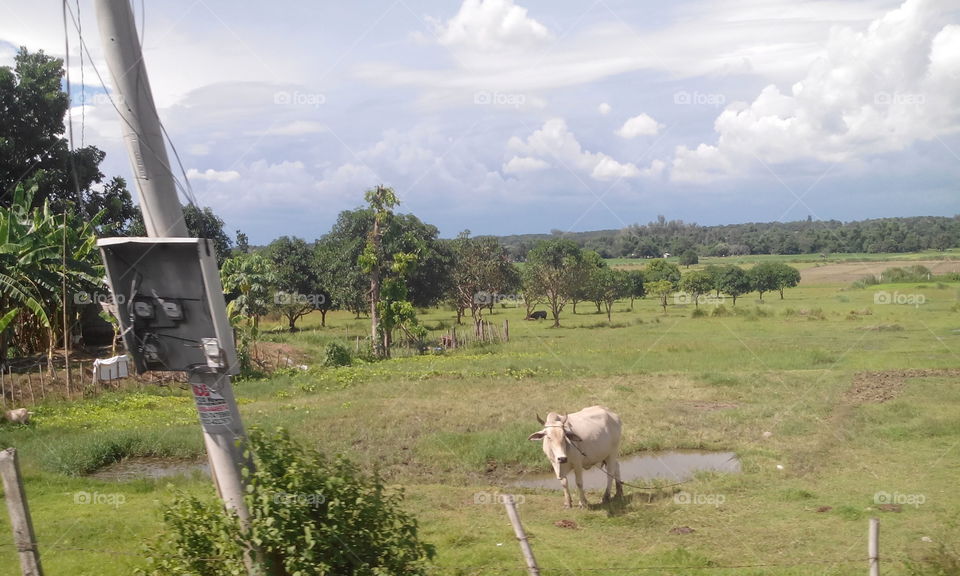 cow on field