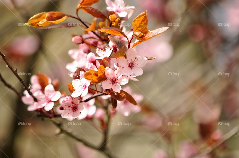 Nature, Flower, No Person, Leaf, Flora