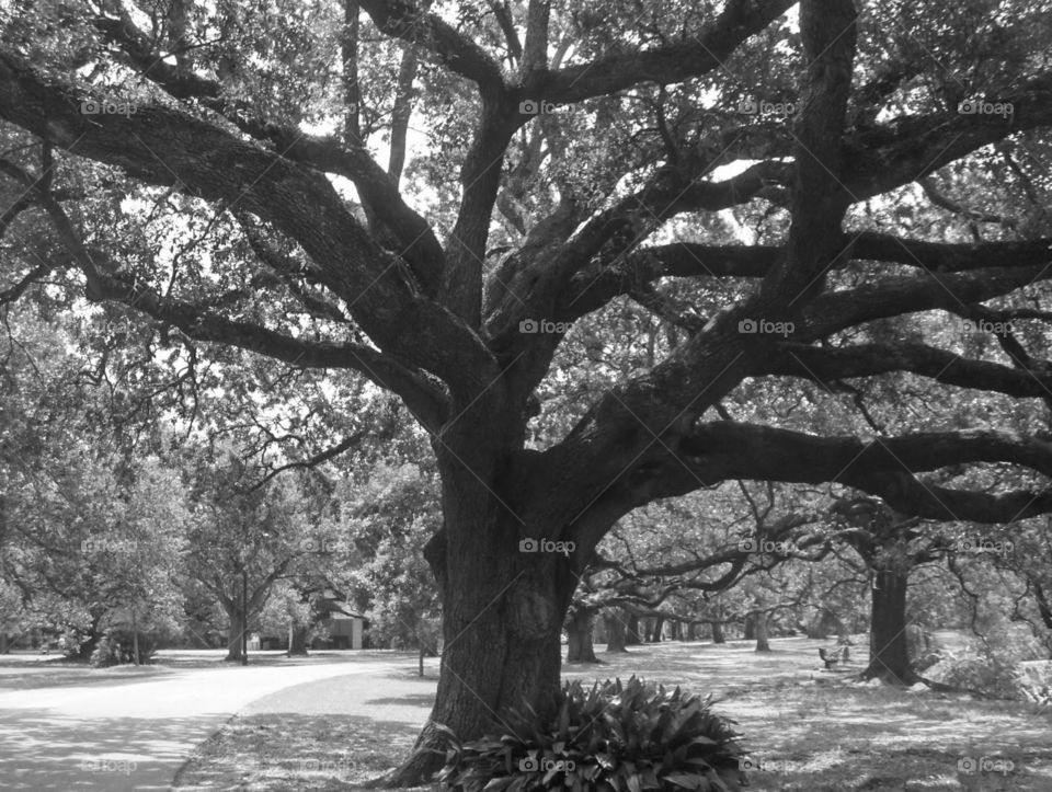 Live oak, New Orleans garden district 