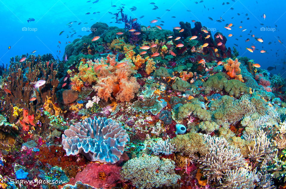 Amazingly healthy reef in Indonesia.