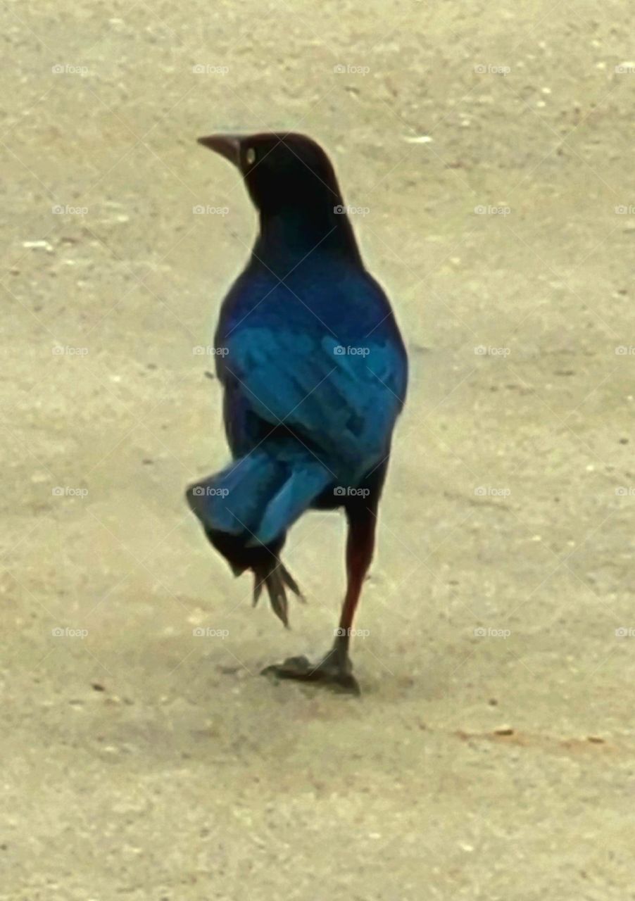 Grackle