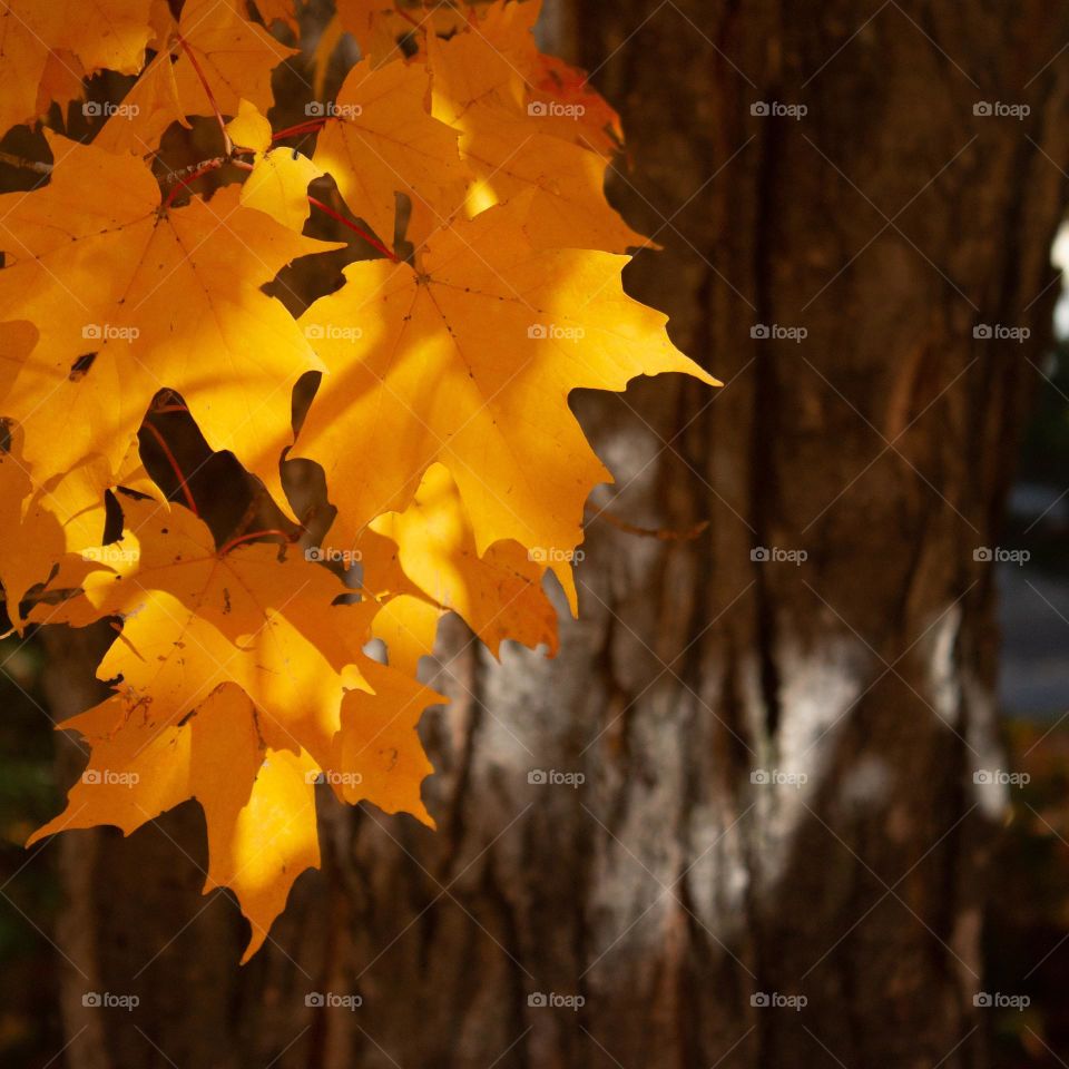 The brightness of autumn! Golden yellow maple leaves hanging from the tree in New England 2022.