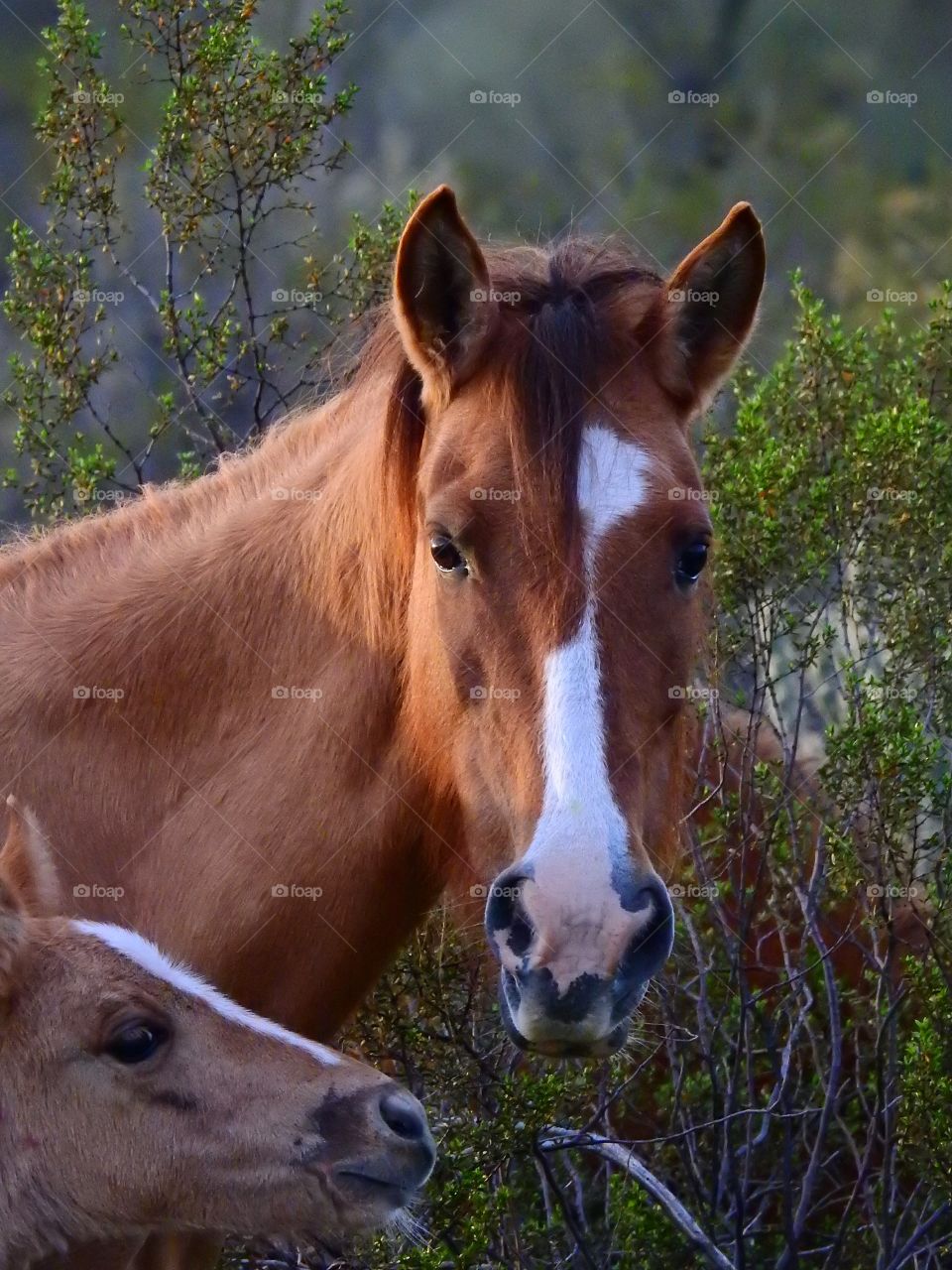 Mustang