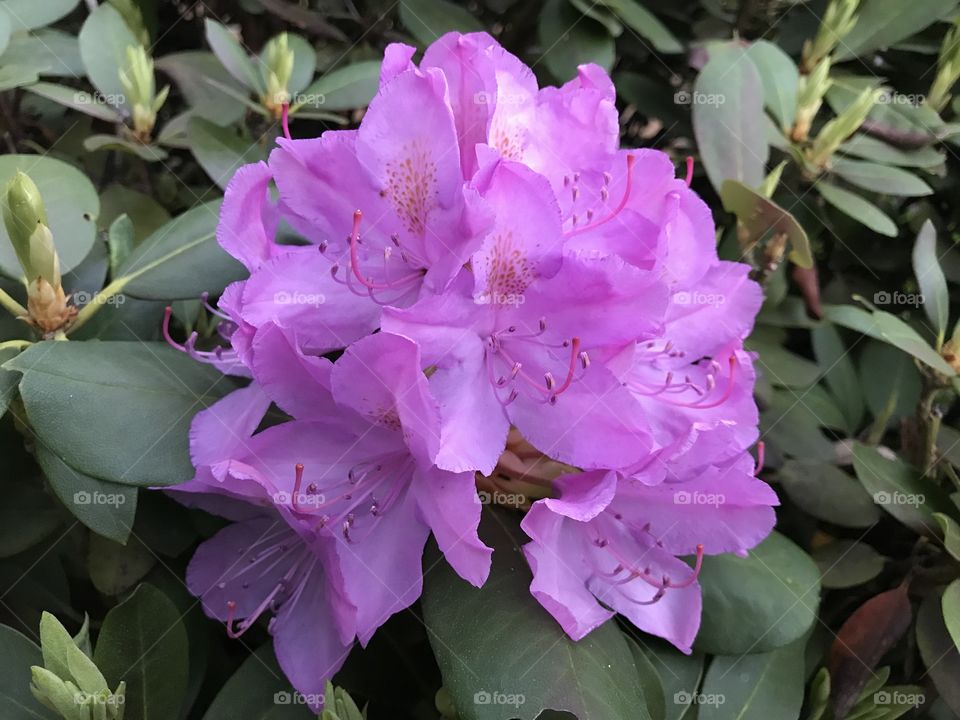 Rhododendrons 