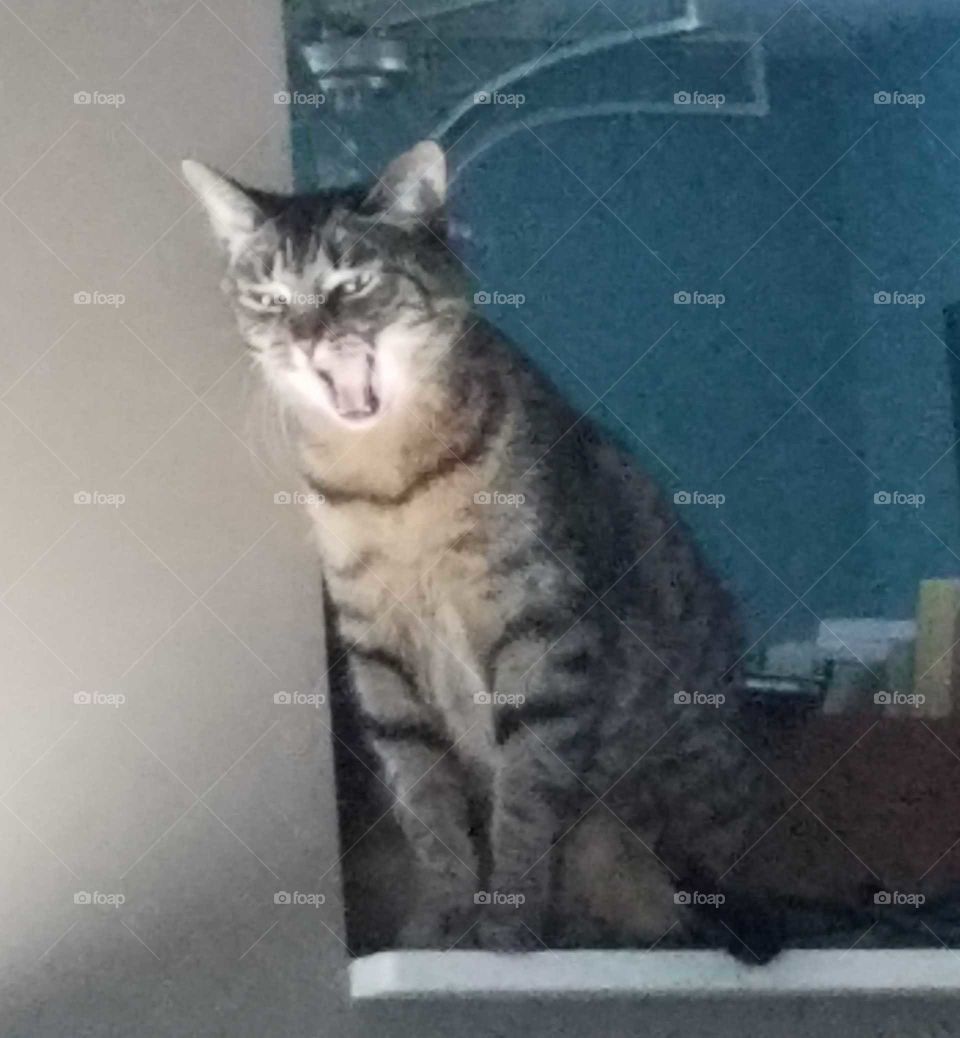 He stretched and pulled out an exaggerated yawn. Having slept the day away, the tabby grey cat gets up,
goes out
to look for his dinner and hopefully his litterbox.