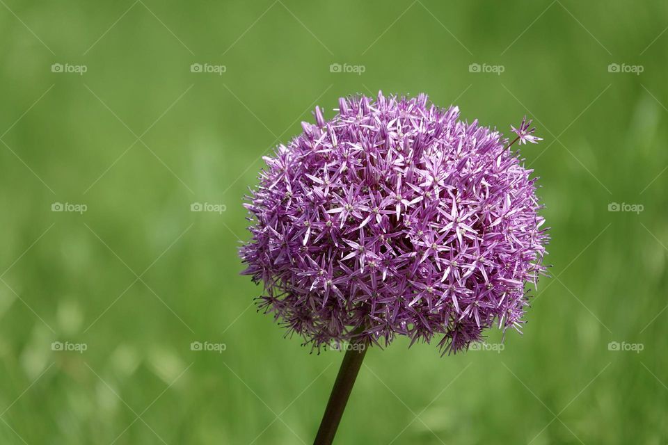 Allium flowers growing in the garden on green background. Purple pink garden Allium flower from onion and garlic family. Beautiful picture with Allium for the gardening.