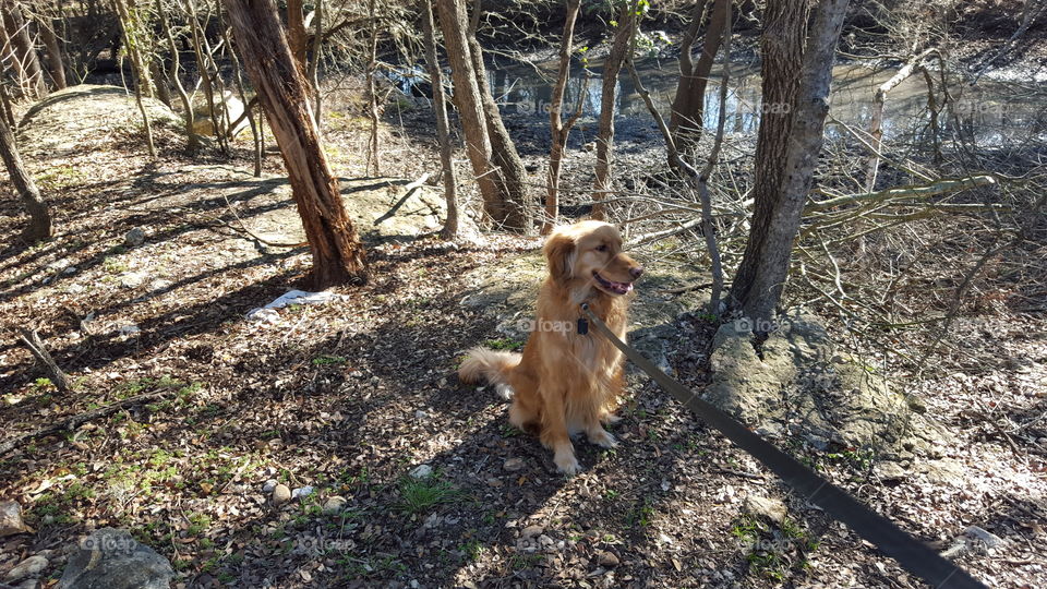 Golden Retriever Dog in Forest