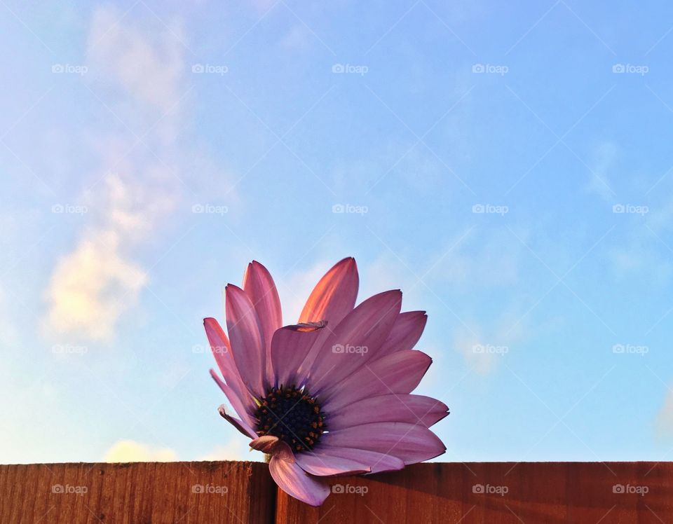 Flower and sky