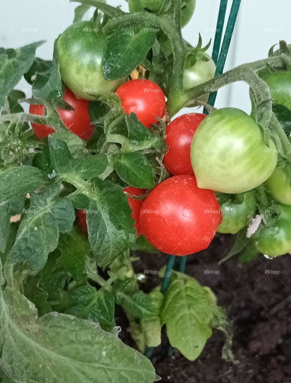 tomaatit omassa puutarhassa