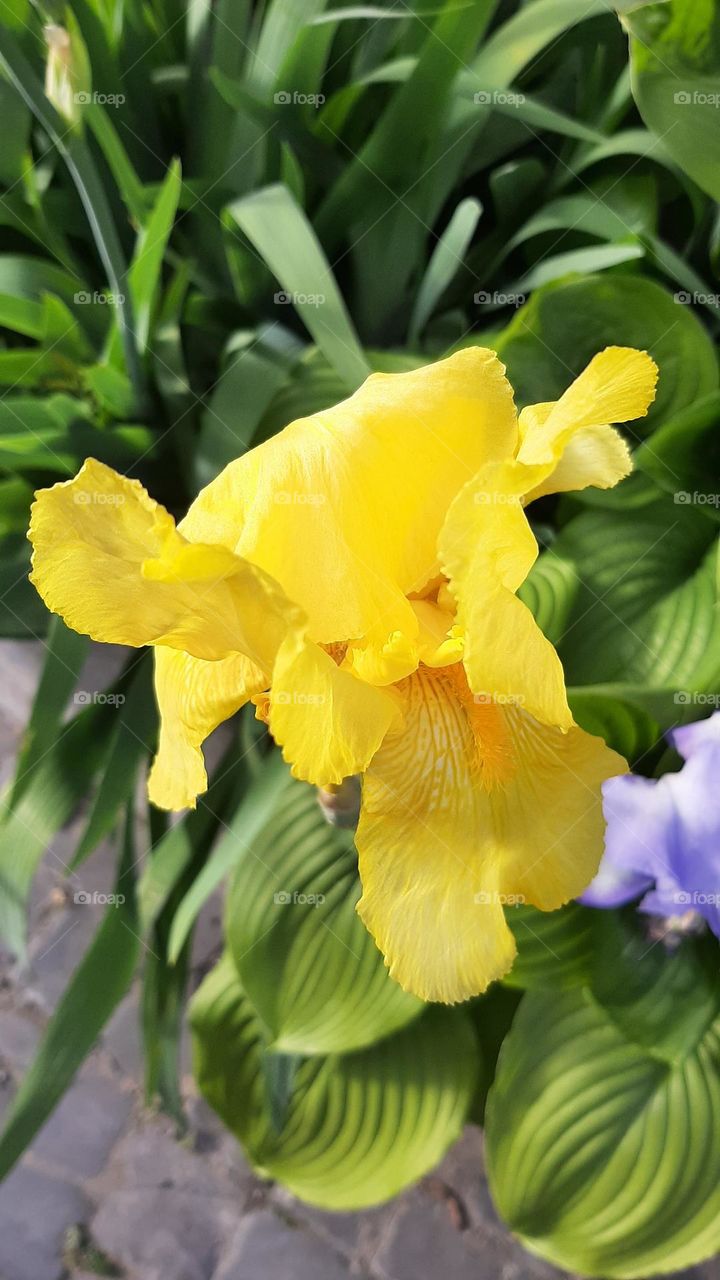 flora  Yellow iris flower