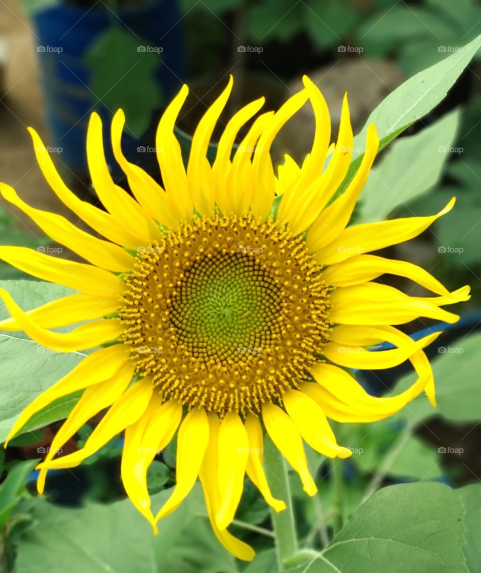 sunflower