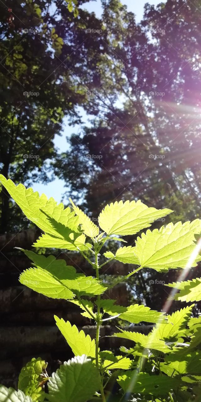 The mysterious forest enchants with its beauty. The sun's rays pass through the trees. Every little plant reaches for the sun.